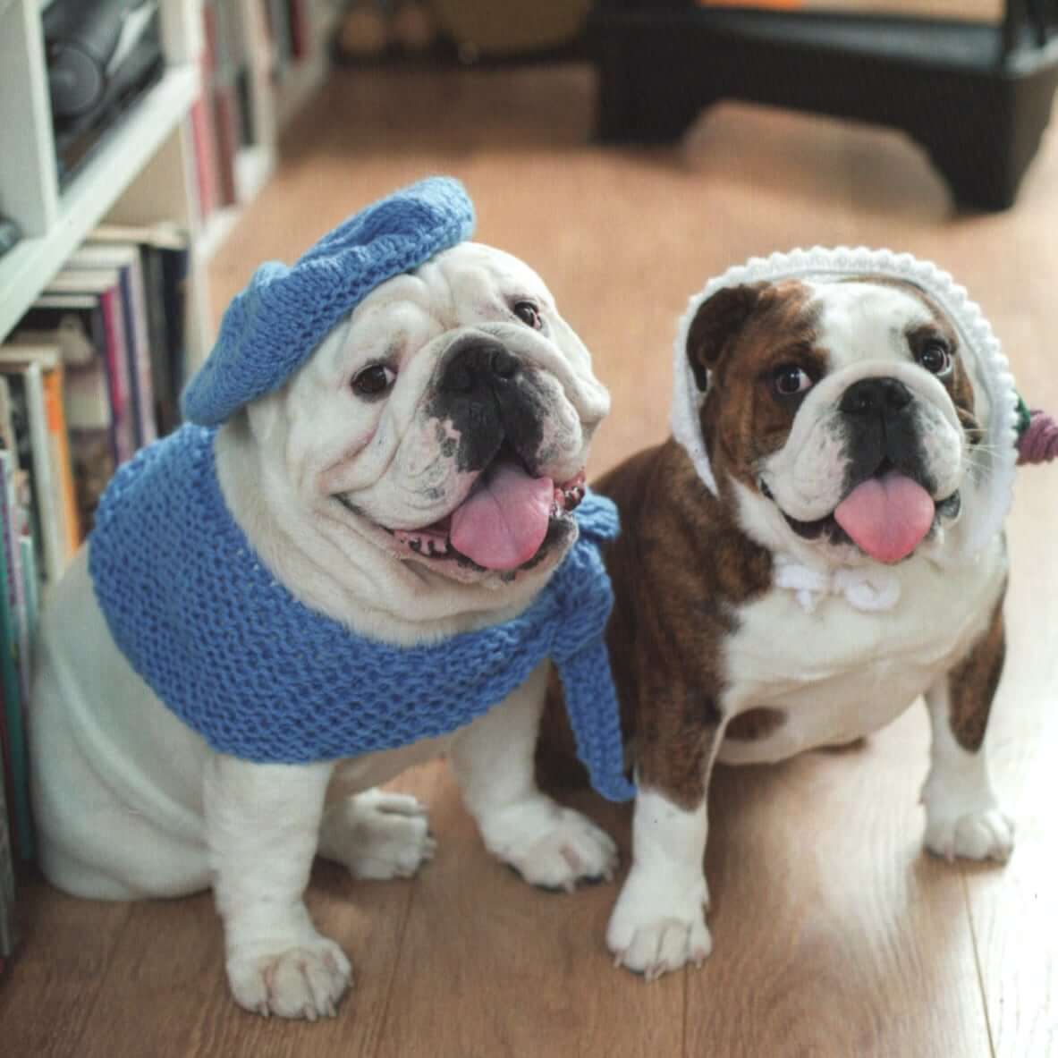 Dog Knitting Patterns | Outrageously Adorable Dog Knits Outrageously Adorable Dog Knits: 25 Must-Have Styles for the Pampered Pooch Yarn Designers Boutique