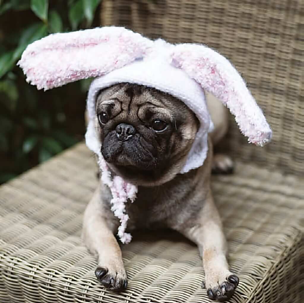 Dog Knitting Patterns | Outrageously Adorable Dog Knits Outrageously Adorable Dog Knits: 25 Must-Have Styles for the Pampered Pooch Yarn Designers Boutique