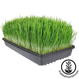 How to Grow Wheatgrass | Wheatgrass Seeds + Microgreens Kit Wheatgrass Growing Kit Yarn Designers Boutique